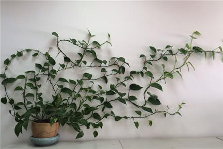 绿萝有顽强的生命力非常好养护,绿萝怎样才能四季常青