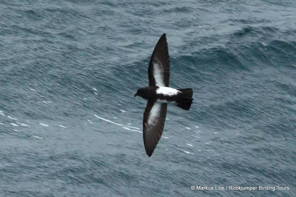 像黑色的闪电高傲地飞翔,像黑色的闪电