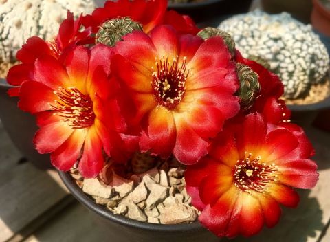 148个仙人球品种大全,100个仙人球品种