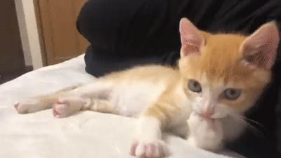 吐舌头的猫是有病吗,吐舌头的喵星人