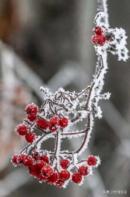 轻轻的冬天来了,冬天来了的短句美文