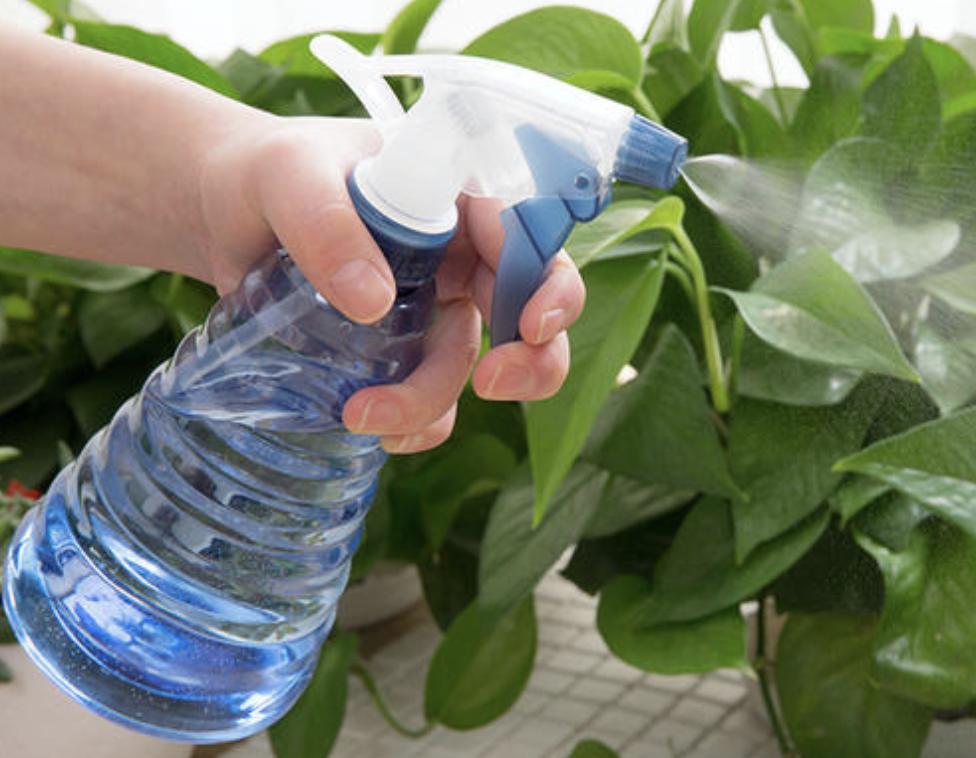 长寿花喜欢阳光,长寿花喜欢油性肥料