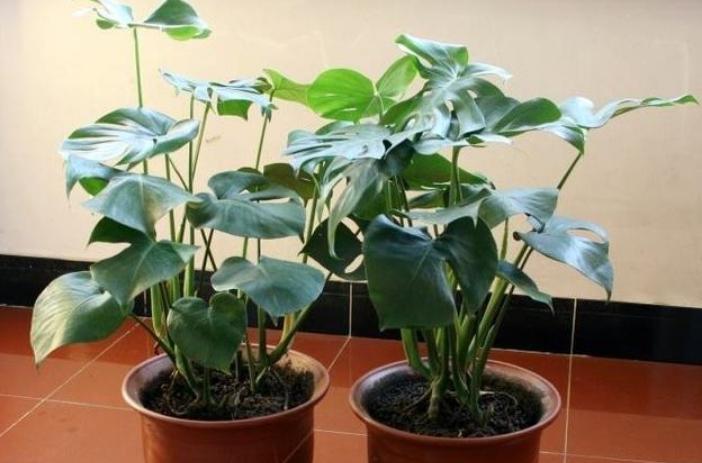 盆栽室内吸二手烟最强的绿植,什么绿植可以吸屋内甲醛二氧化碳