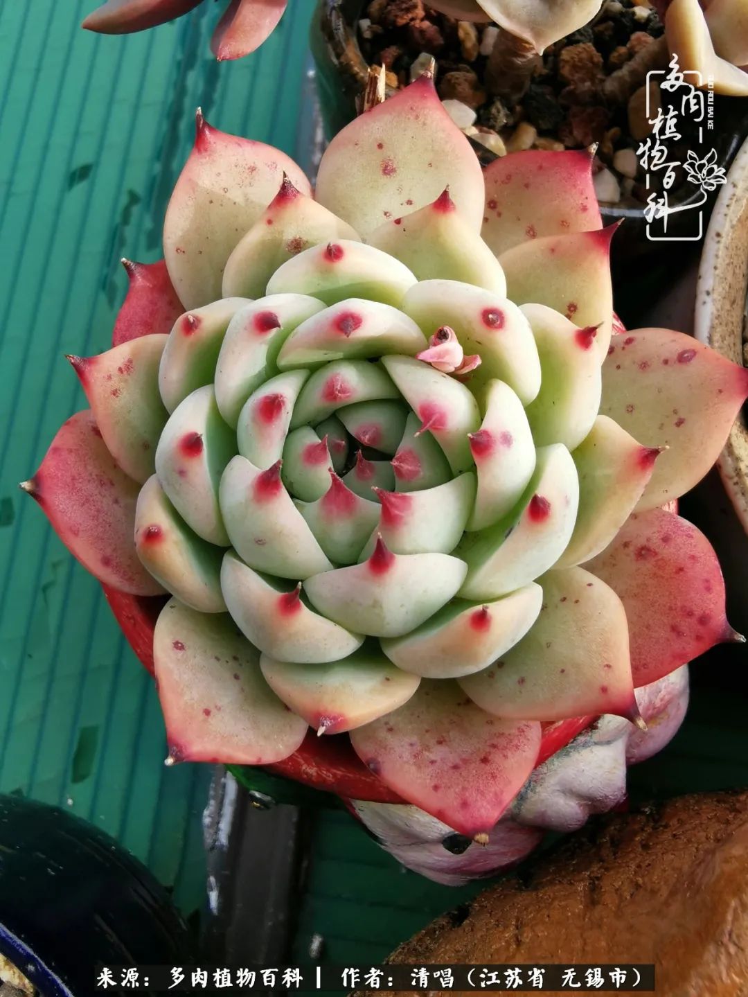 多肉植物百科好看又好养的多肉,喜欢多肉的朋友欢迎光临多肉园艺