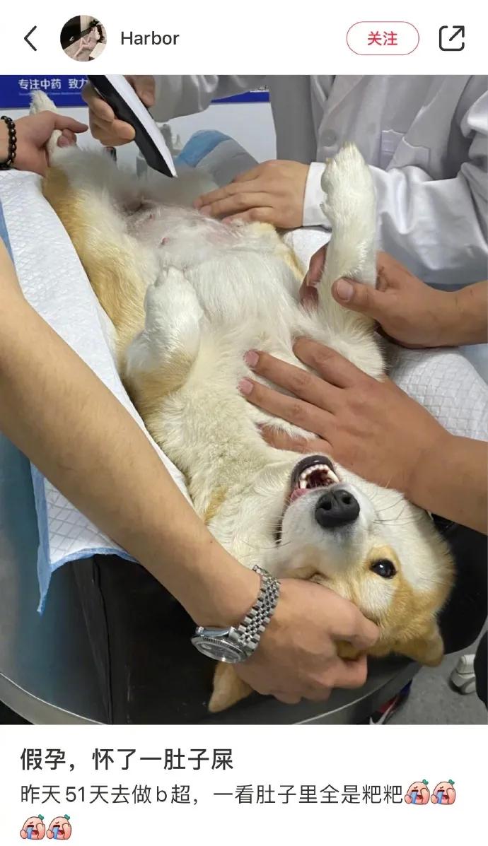 万万没想到被骗的这么惨，我们家猫怀了一肚子屎