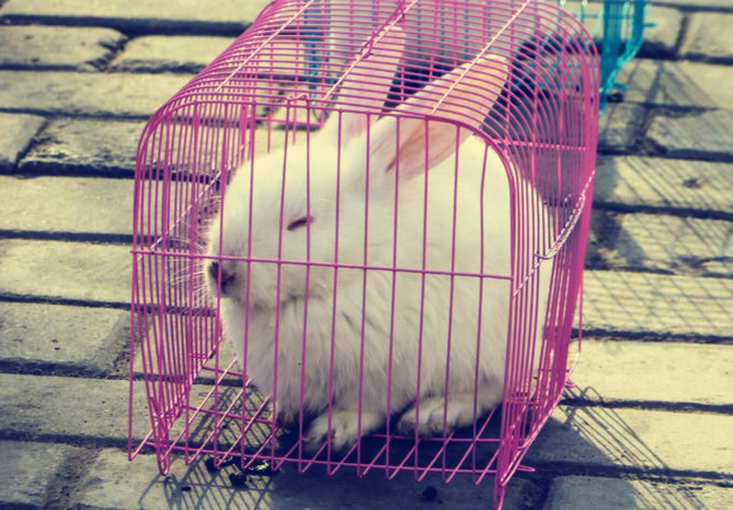 为什么兔子是三瓣嘴，而且特别爱磨牙？