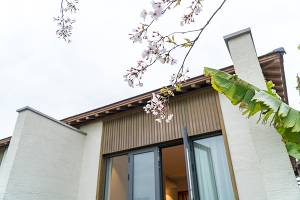 踏春赏花拍美景,踏春赏花逛湖