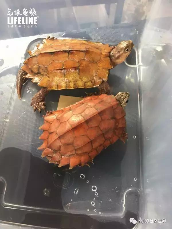 枫叶龟品种及图片大全,地龟和枫叶龟的区别