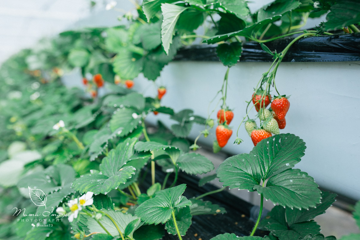 几百亩草莓采摘基地，无销售，不够卖，老板：绿色天然无公害