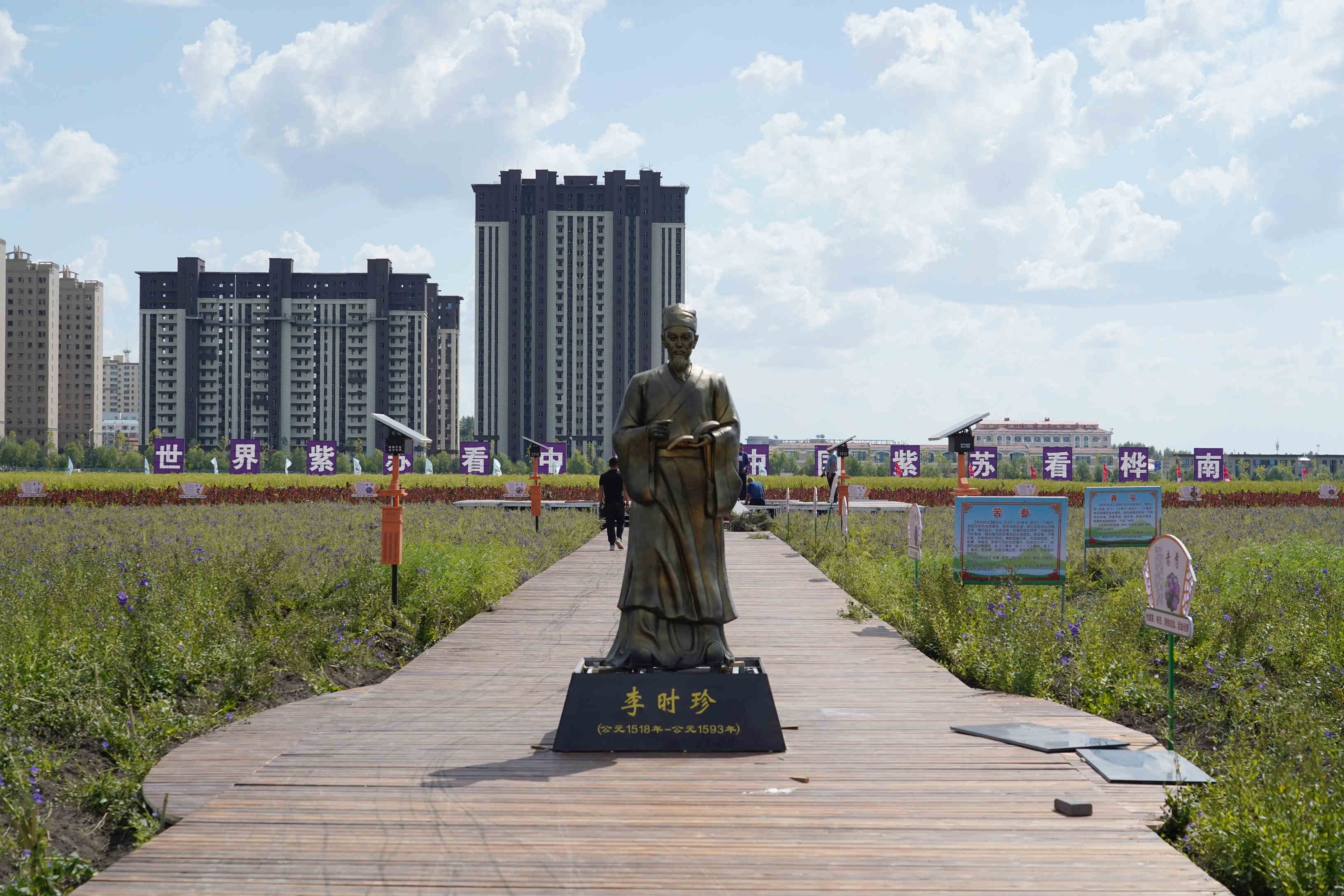 桦南紫苏种植基地在哪里,桦南紫苏简介