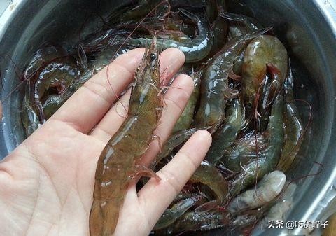 大虾买什么品种好吃又营养,买虾怎么挑选才新鲜好吃