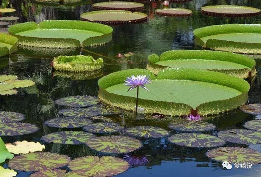 适合锦鲤池水面种植的植物,锦鲤鱼池能长什么植物