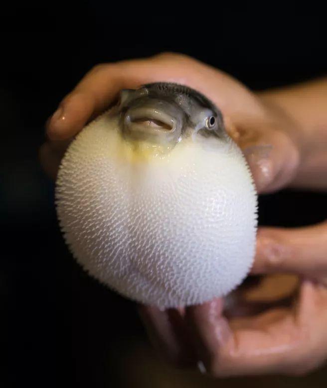 宝安人的顺德饭堂，生蚝用木桶蒸，还加黑松露