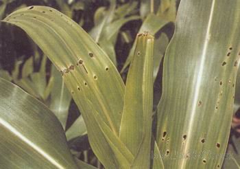 怎么防止玉米长虫,玉米钻心虫怎么防治