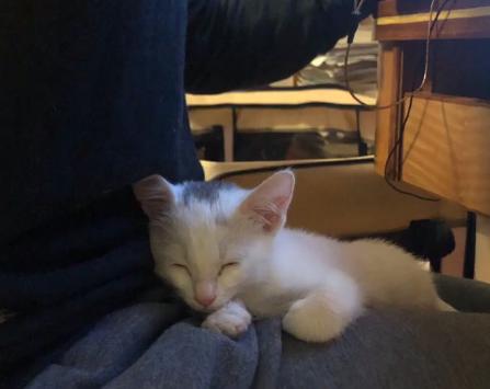 救助流浪猫被粘鼠胶,流浪猫粘鼠板救猫