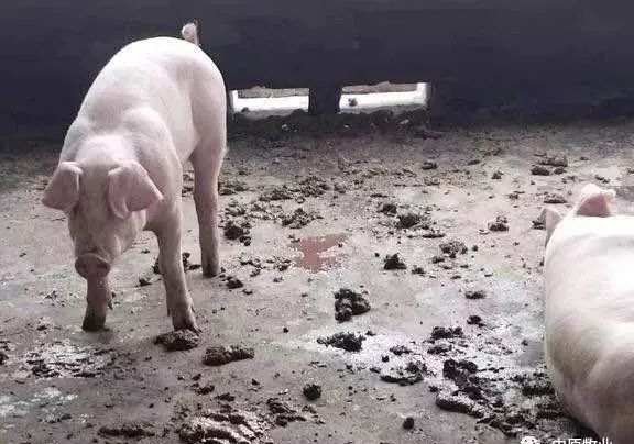 快看!非洲猪瘟终于找到有效的预防方案了,大户都是这样做的