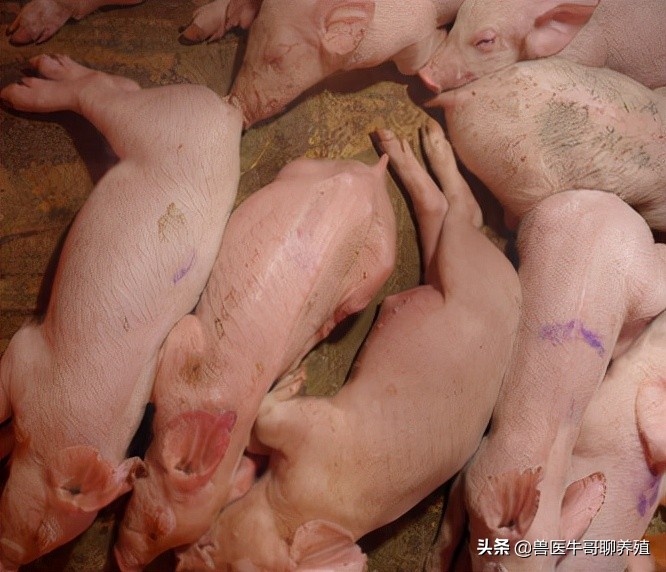 猪咳嗽的厉害怎么办,猪不咳嗽喘气费劲吃什么药