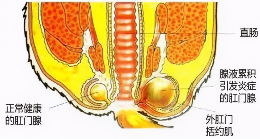 猫咪便便有血是什么原因,猫咪拉血尿是怎么回事