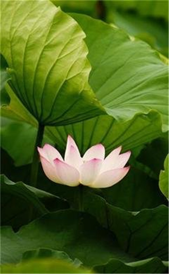 缓解眼睛疲劳动态图壁纸,好看的手机壁纸护眼高清图文