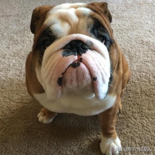 最可爱的狗狗排名有你家狗狗吗,盘点那些比你想象中还可爱的狗狗