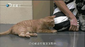 养猫好还是养狗好玄学,玄学上养猫有什么影响