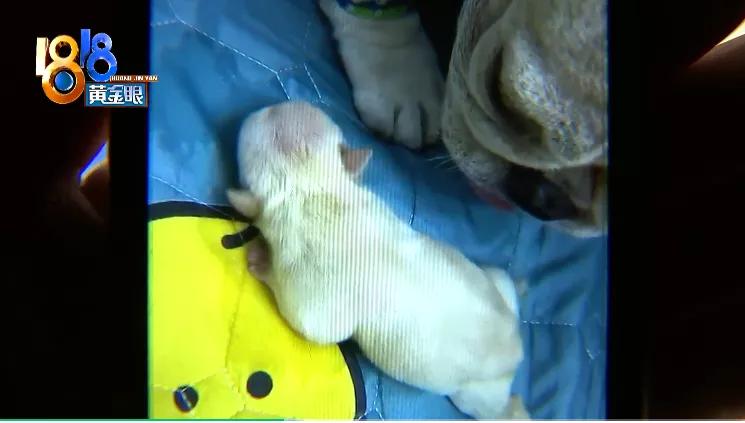 四胞胎都没有胎心胎芽正常吗,四胎无创都没问题五胎会有问题吗