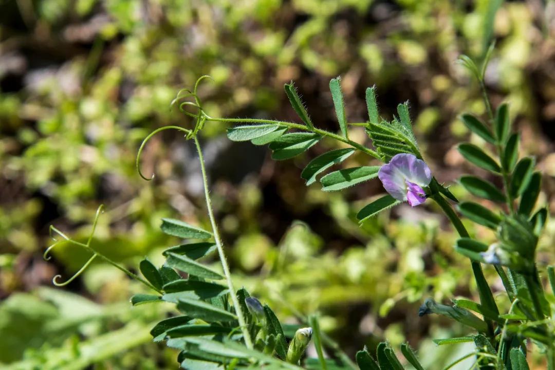 汉中周边踏青的好地方有哪些,汉中乡村游秘境