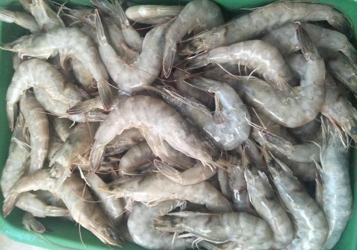 冰鲜虾和活虾的区别,买冰鲜虾应该怎么挑选