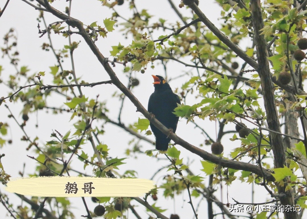 国际爱鸟日天桥岭,国际爱鸟日