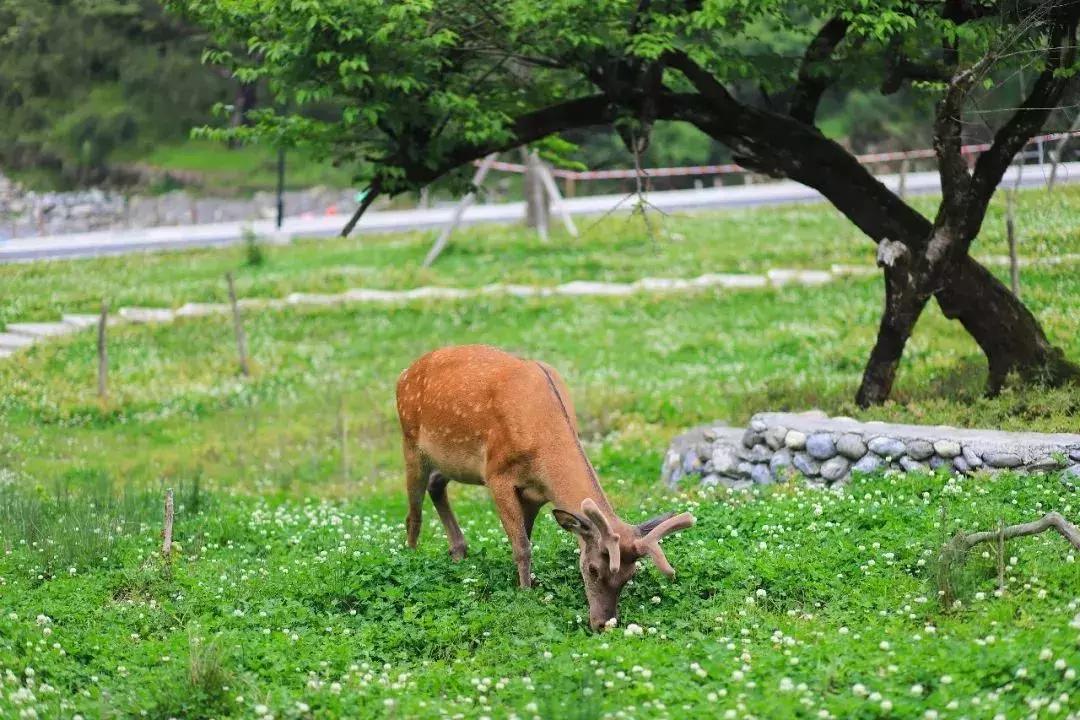万亩杜鹃花开！邂逅野生水鹿，观云海住树屋，成都自驾3.5h就到！