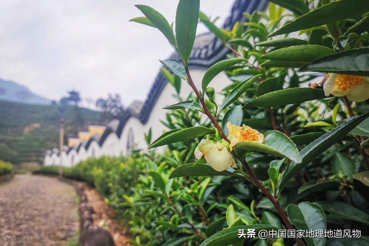 惠明茶是什么茶叶,惠明茶的历史渊源及产地环境