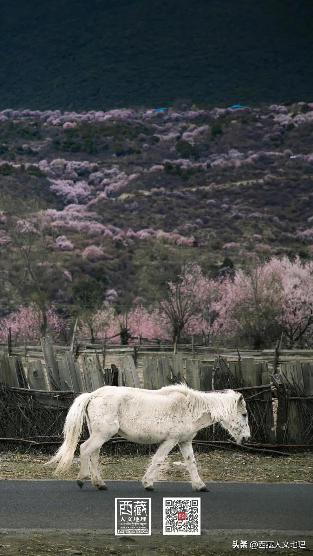 又仙气又美丽的壁纸,适合春日的绝美壁纸