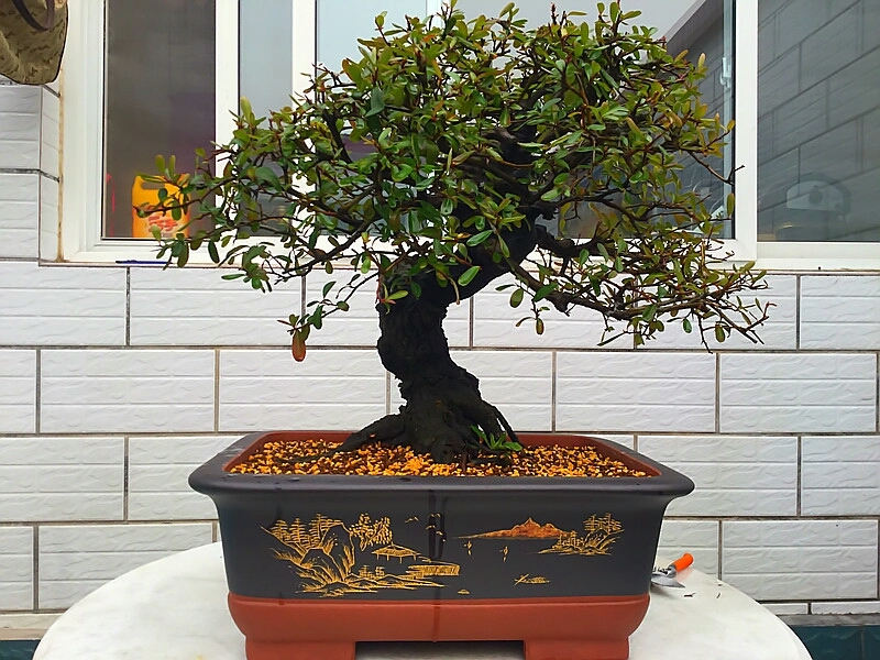 火棘换盆后出现果子萎缩怎么回事,盆景烧根叶子蔫了怎么补救