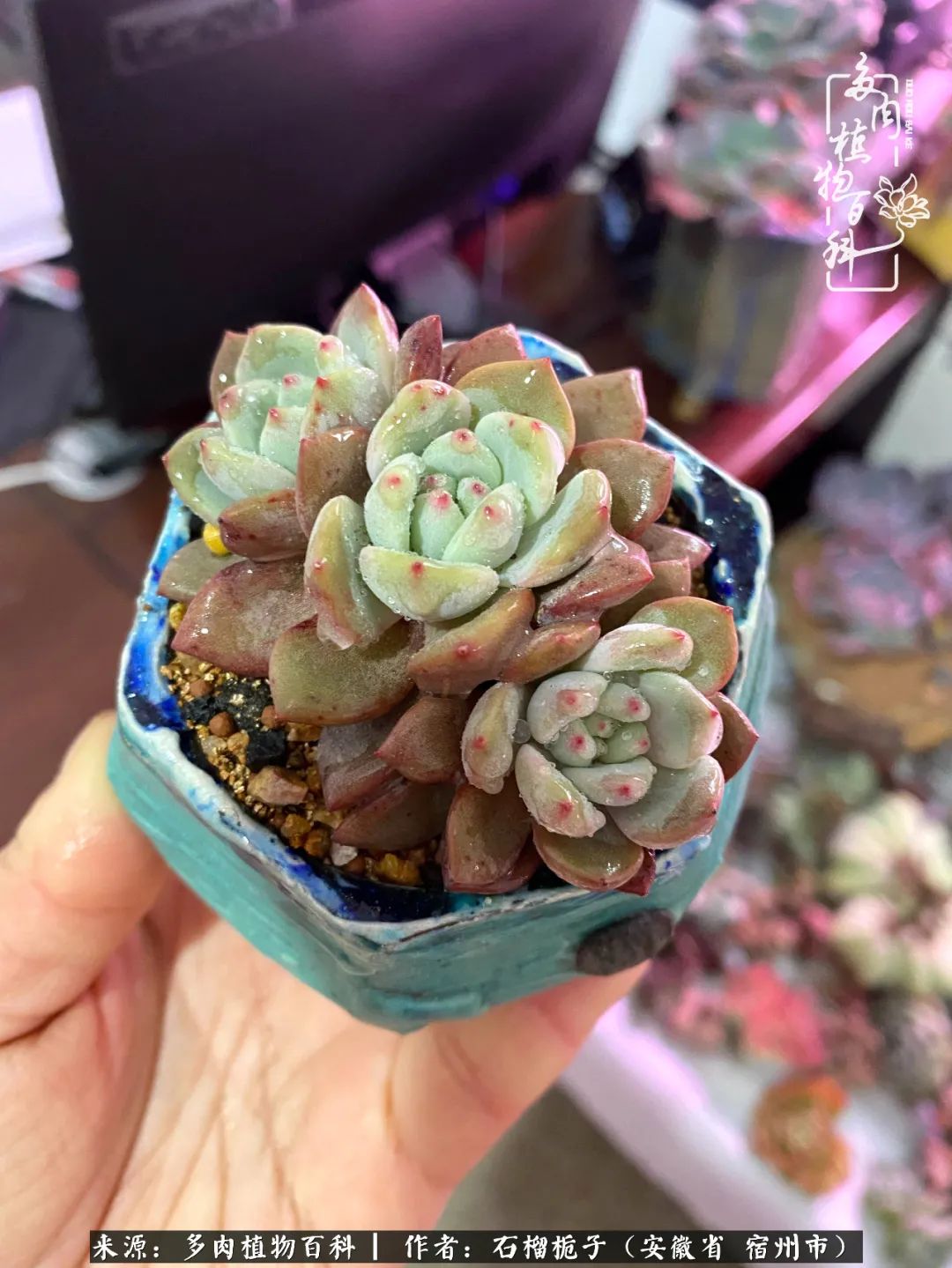 治愈系多肉：何以解忧，唯有多肉