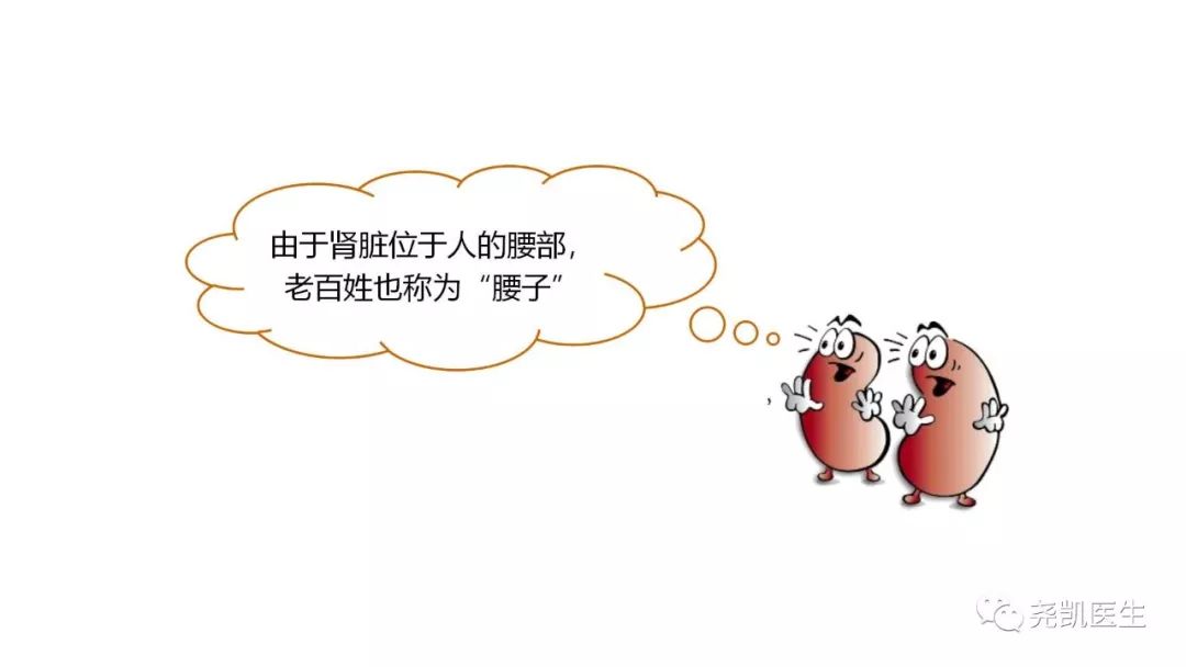 肾脏有包块饮食应注意什么,肾包块是什么