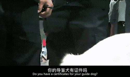 为什么导盲犬会受歧视,导盲犬被歧视合集
