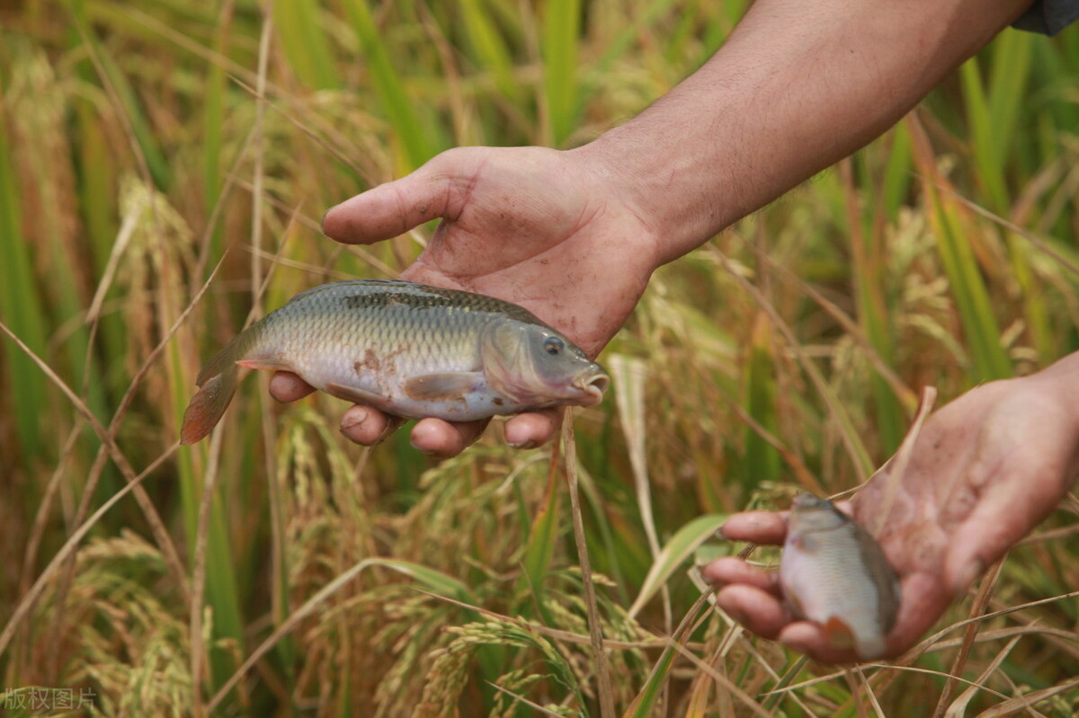 稻田养鱼为什么这么火爆,为什么很火的稻田养鱼没人干