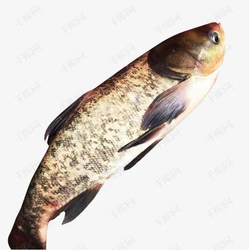 钓草鱼和钓鲢鳙哪个容易点,钓草鱼和钓青鱼的区别图片