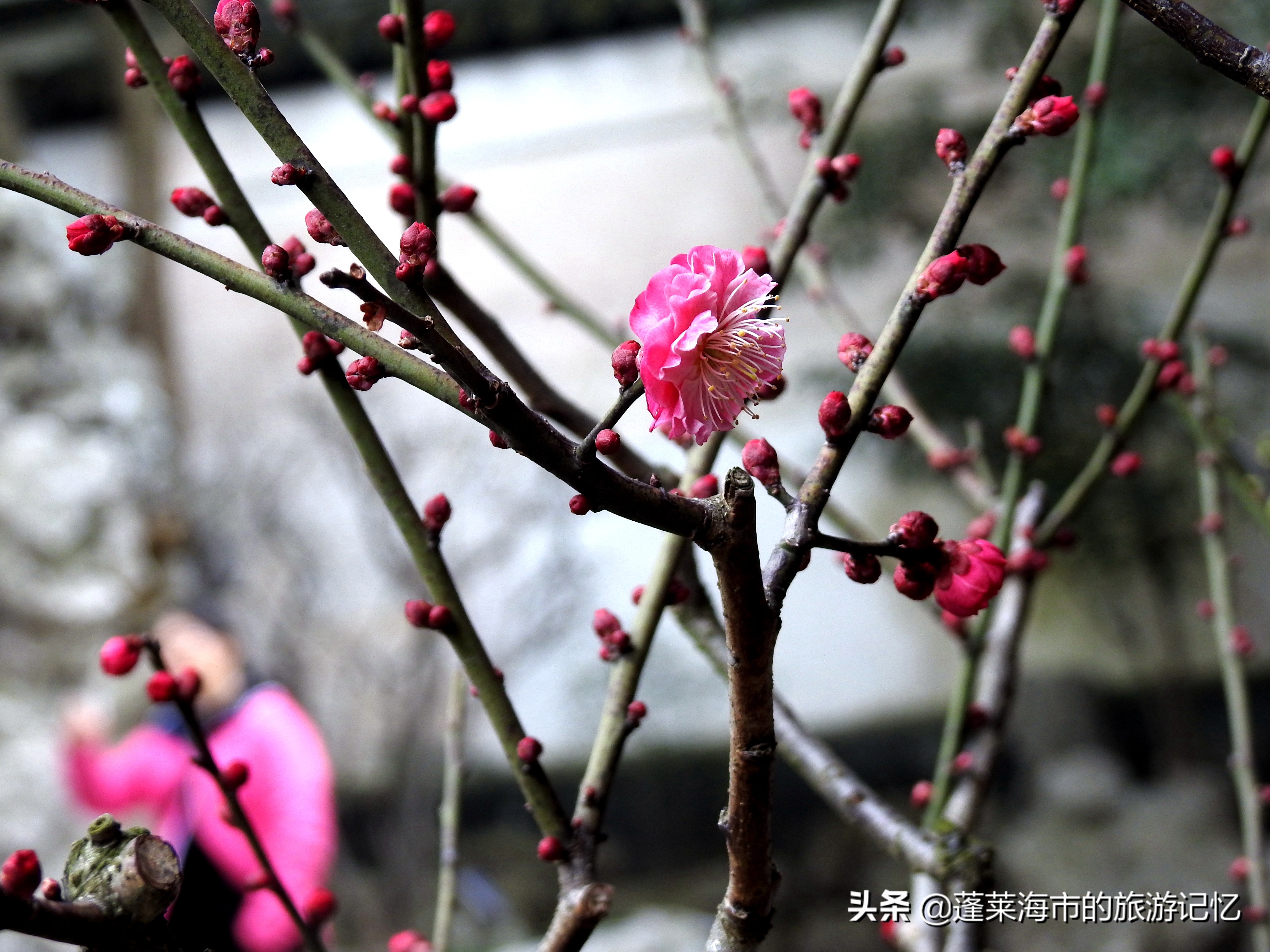 上海第一园豫园简介,上海第一园林