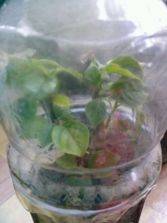 塑料瓶扔了就是扔钱！用来养花就是宝贝，看到了快捡！