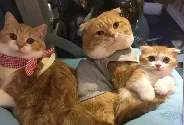 中华田园猫有哪些品种,中华田园猫白色异色瞳