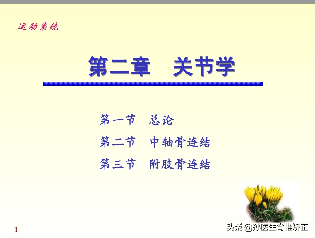 人体解剖学课件ppt,人体解剖学关节学