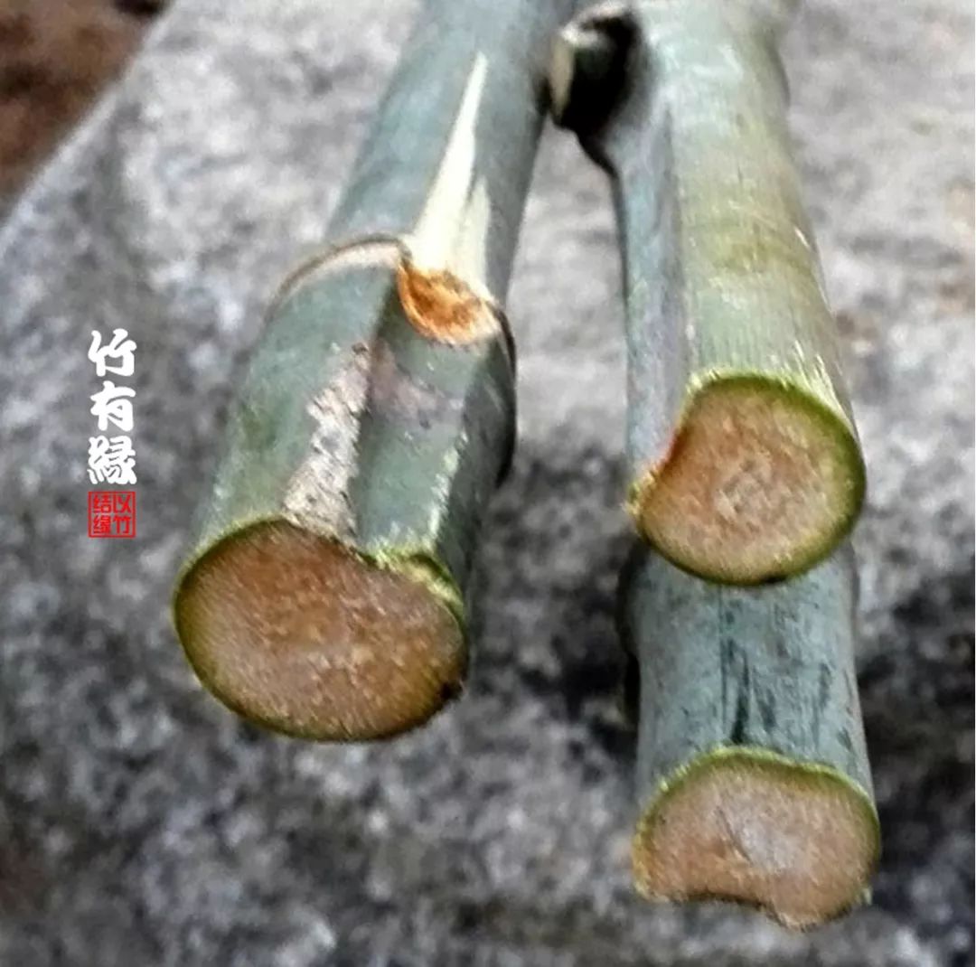 竹子本来就是空心的,竹子本就是空心的