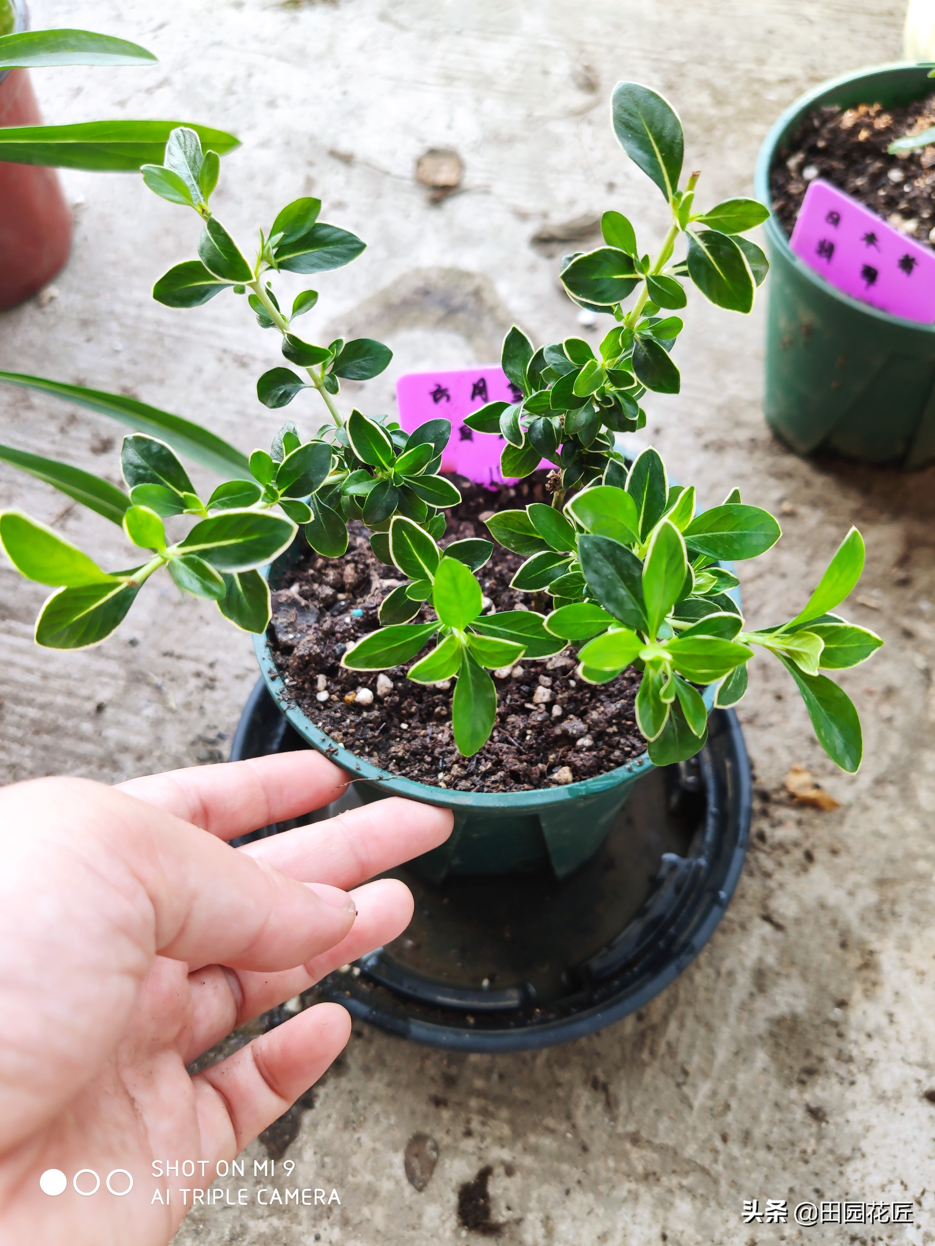 六月雪，黄叶、黑叶、落叶？养护注意这几点，枝繁叶茂不再落叶