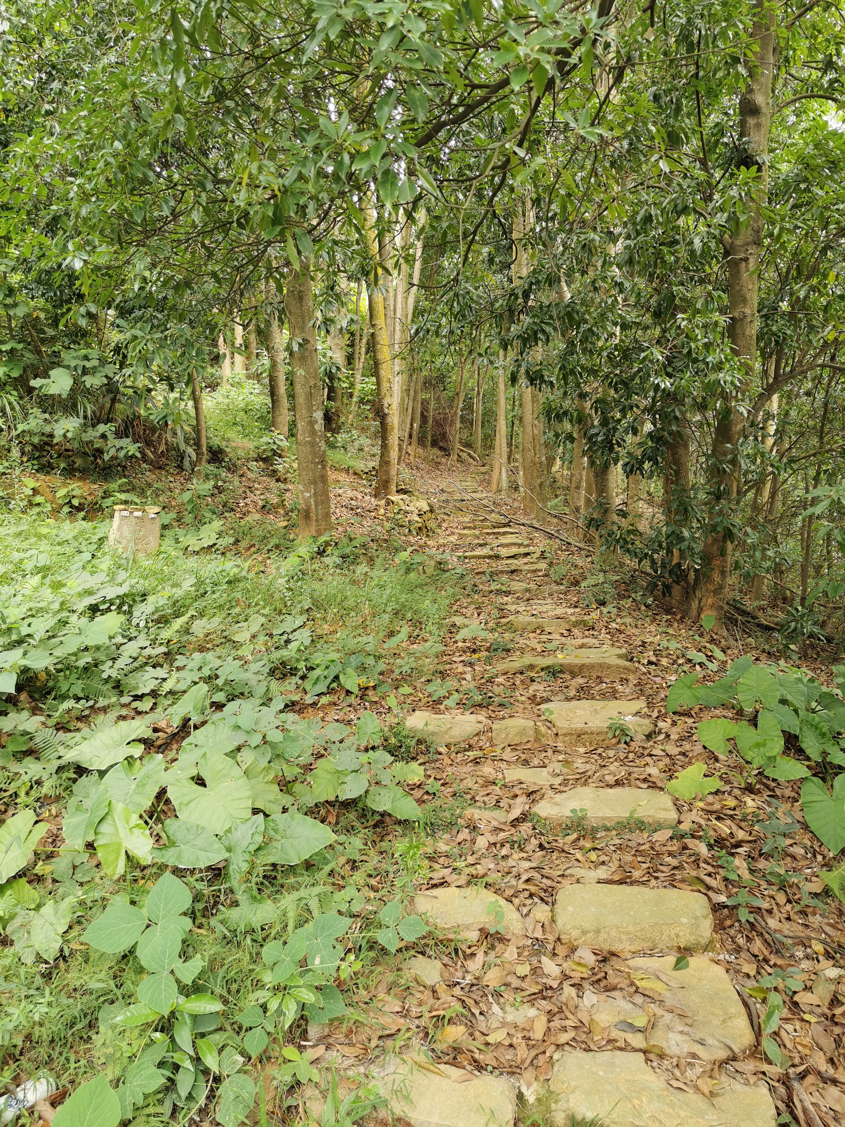 福州周边古道行之：三十六弯—恩顶—竹园岭，偶遇大野猪夹子