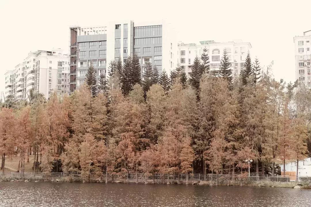 龙岗中心城壹号仓,光明和龙岗中心城