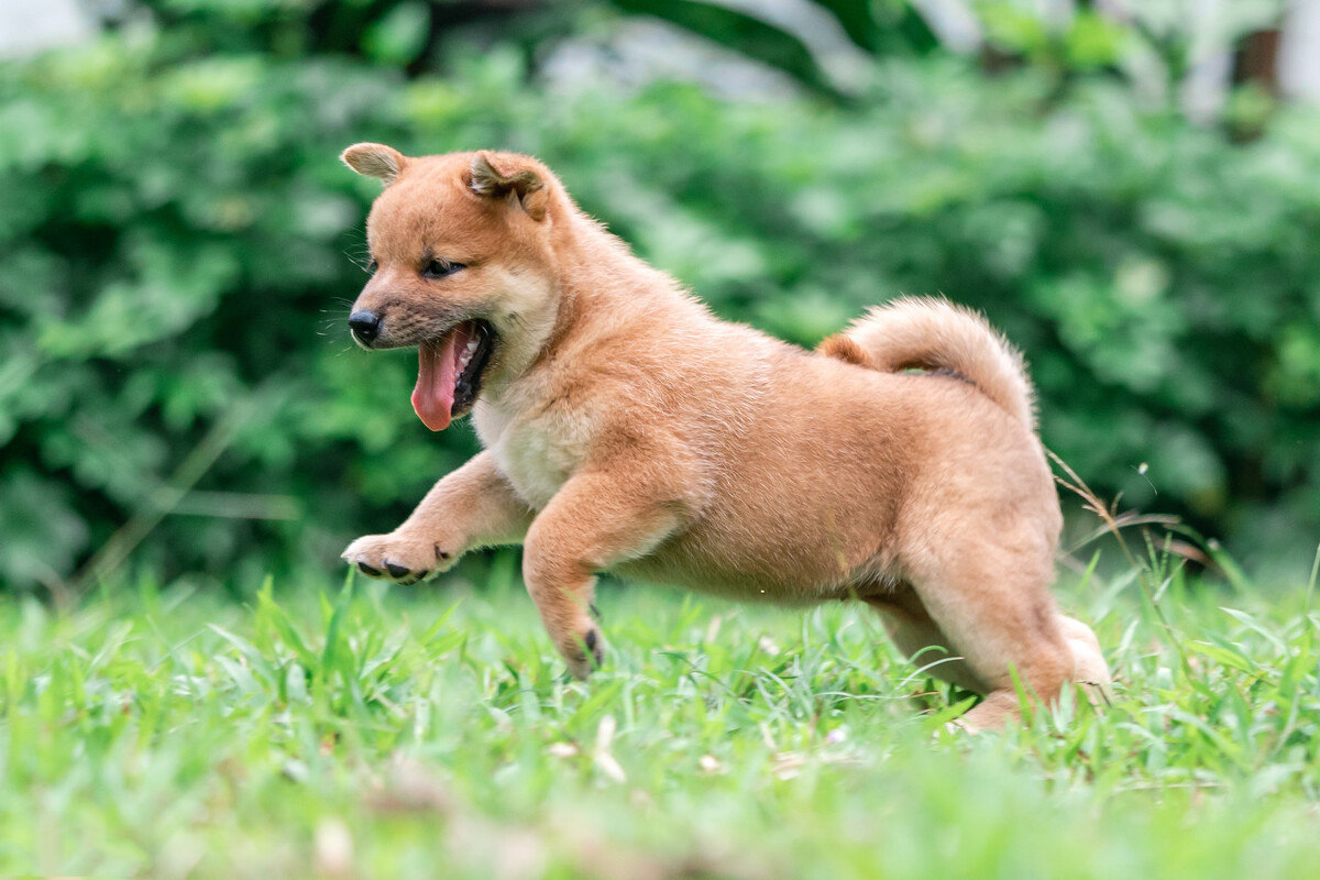小狗到陌生环境晚上一般会叫几天,刚到家的小狗一直抱着会发生什么