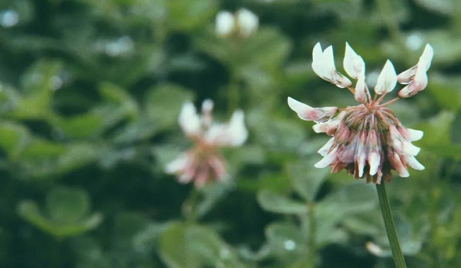 清秋六盘,雅韵唯美,且看宁夏“母亲山”秋色如何养眼怡耳悦心