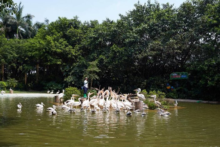 长隆飞鸟乐园湿地精灵,长隆飞鸟公园一日游攻略