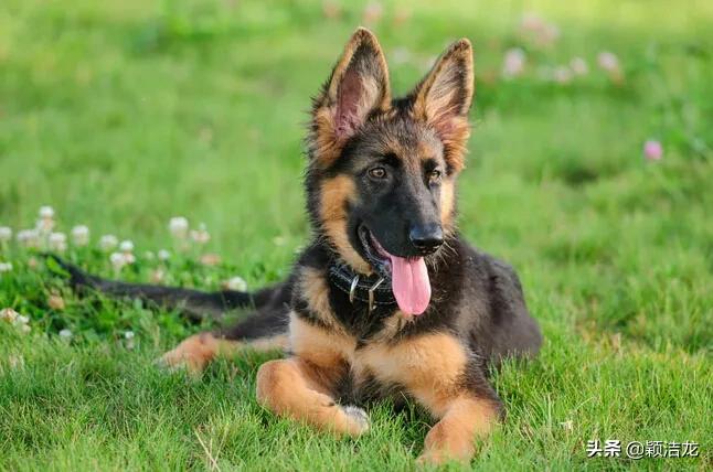 德国牧羊犬饲养基地在哪里,德国牧羊犬近亲繁育